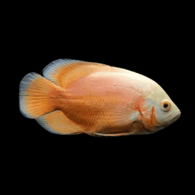 10 x Red Albino Oscar Cichlid 4cm
