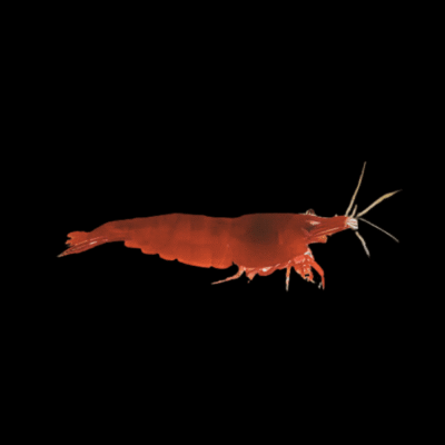 30 x Bloody Mary Shrimp Neocaridina 1.5cm
