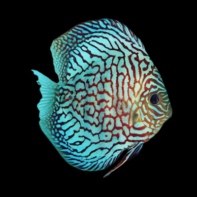 1 x Red Checkerboard Turquoise Discus 13cm