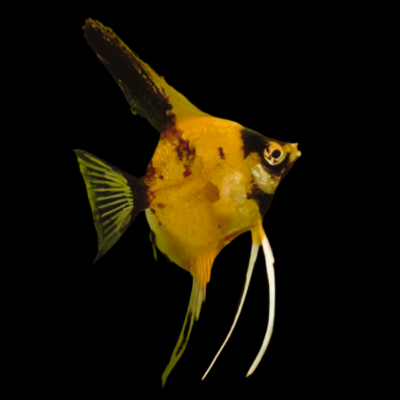 10 x Red Devil Angelfish 4cm