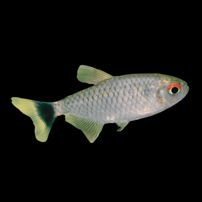 30 x Red Eye Tetra 2,5-3cm