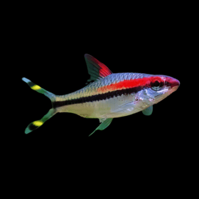 20 x Denisoni Barb 4cm