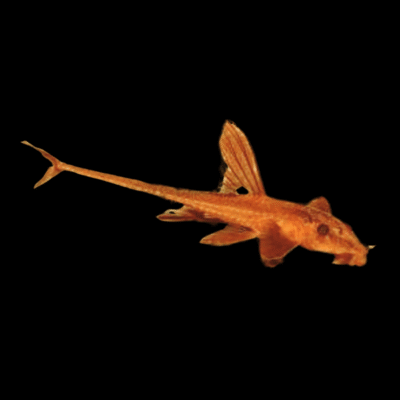 6 x Red Lizard Whiptail 5cm
