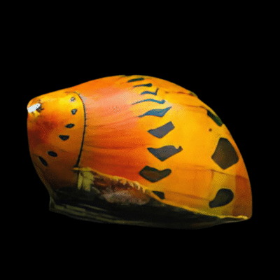 40 x Red Spotted Onion Snail 2cm