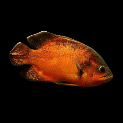 20 x Red Oscar Cichlid 4cm