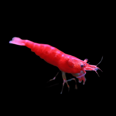 30 x Sakura Red Shrimp Neocaridina 1.5cm