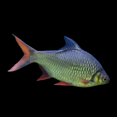 20 x Red Tailed Tinfoil Barb 5cm