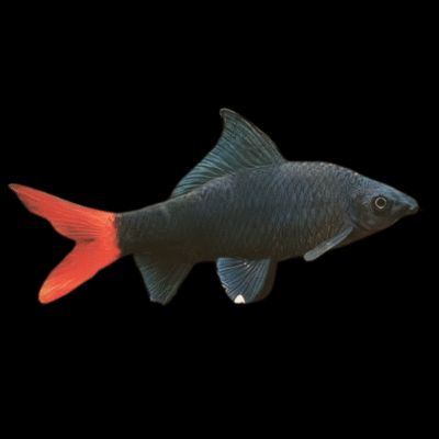 20 x Red Tail Black Shark 4,5-5cm