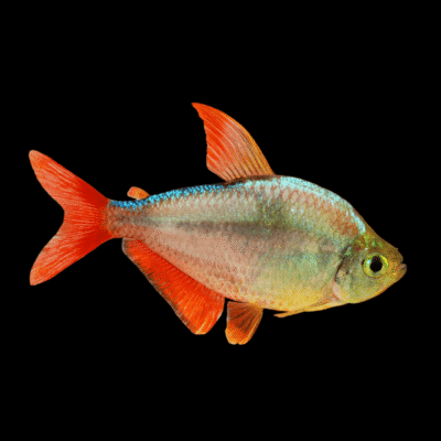 30 x Colombia Redfin Tetra 3cm