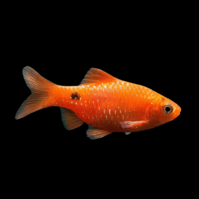24 x Rosy Barb 3-4cm