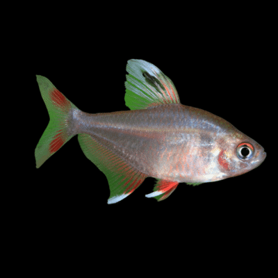 30 x Rosy Tetra 2,7-3,3cm