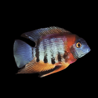 10 x Rotkeil Severum 5cm