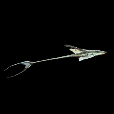10 x Royal Whiptail Catfish 5cm