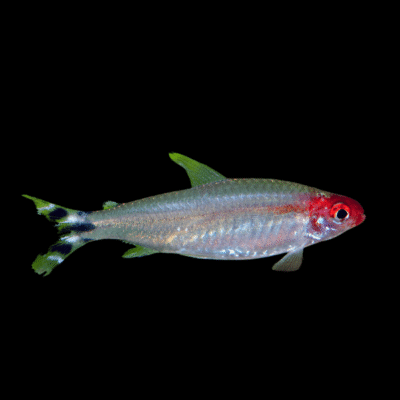 40 x Rummy Nose Tetra 2-2.5cm