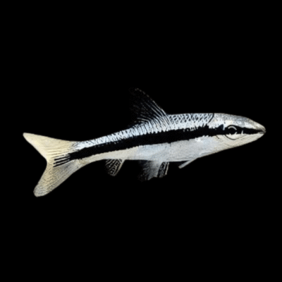 30 x Siamse Algae Eater 4cm