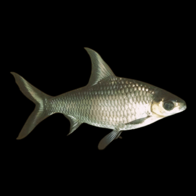 10 x Silver Shark 8cm