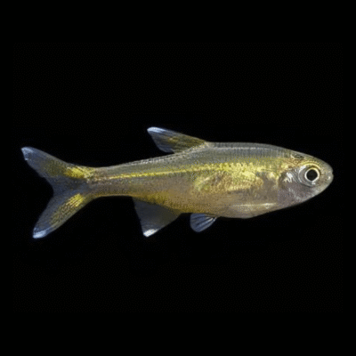30 x Silver Tip Tetra 2,5-3cm