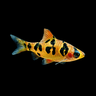 15 x Rhombo Barb 4cm