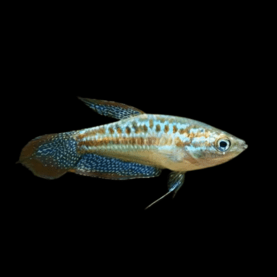 50 x Sparkling Gourami 2cm
