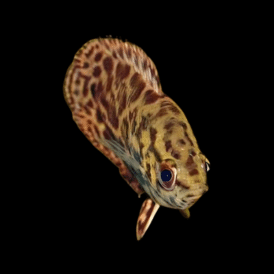 10 x Spotted Climbing Perch 3cm