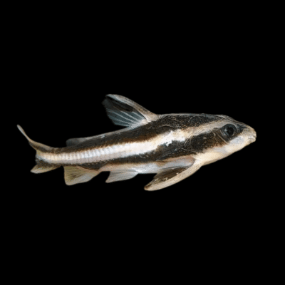 20 x Striped Raphael Catfish 3cm