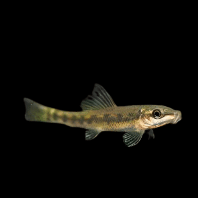 15 x Sucking Loach Chinese Algae Eater 4cm