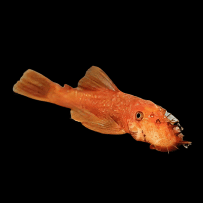 10 x Super Red Bristlenose 3cm