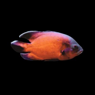 10 x Super Red Oscar Cichlid 4cm