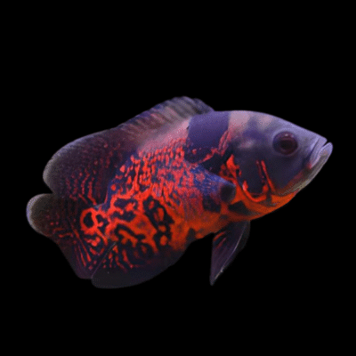 15 x Red Tiger Oscar Cichlid 4cm