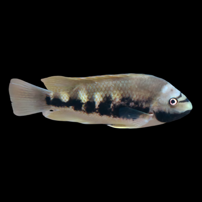 20 x Sieboldii Cichlid 4cm