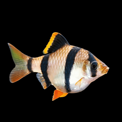 50 x Tiger Barb 2,5-3cm