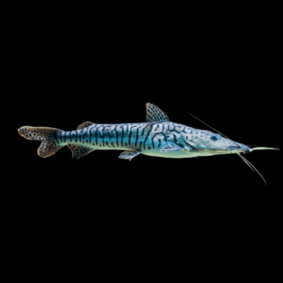 10 x Tiger Shovelnose Catfish 5cm