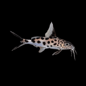 20 x Multipunctatus Synodontis 4cm