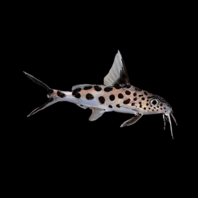 20 x Multipunctatus Synodontis 4cm