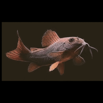 10 x Black Corydoras 2.5cm