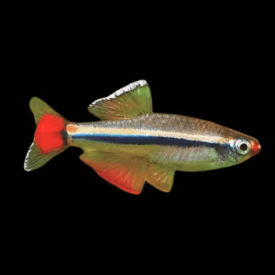 50 x White Cloud Minnow 2.5-3cm