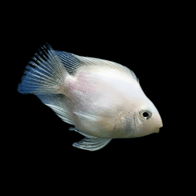 10 x White Parrot Fish 5cm
