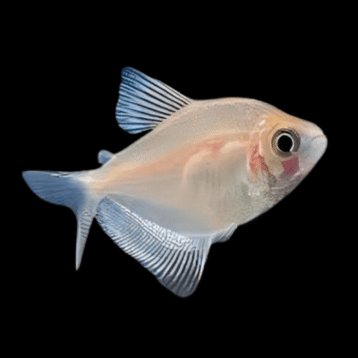 40 x Albino Black Widow Tetra 3cm