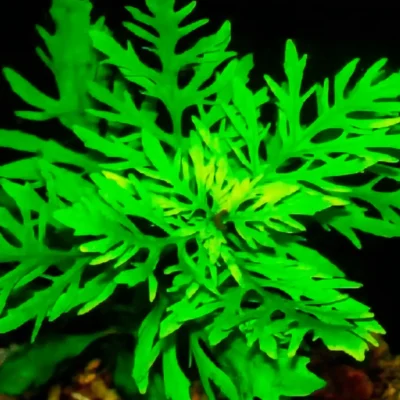 Five Bunched Plants Wisteria Plant Hygrophila Difformis