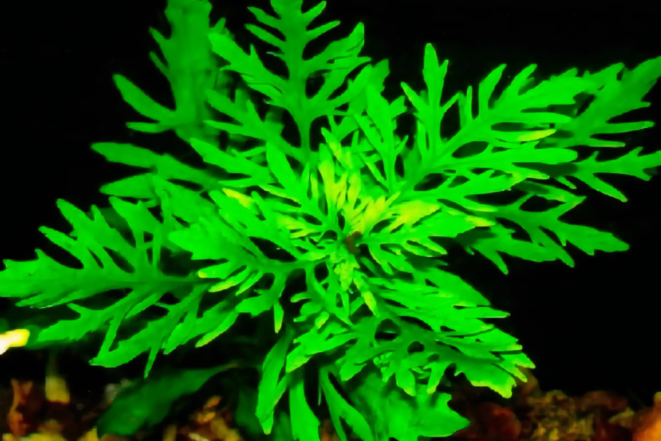 Five Bunched Plants Wisteria Plant Hygrophila Difformis