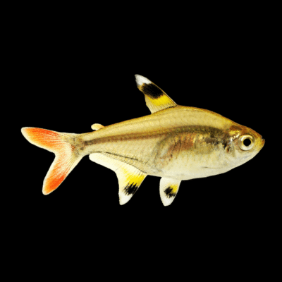 30 x X-Ray Tetra 3-3,5cm