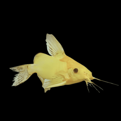 15 x Golden Synodontis 3cm