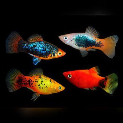 30 x Assorted Variatus Platy 3.5cm