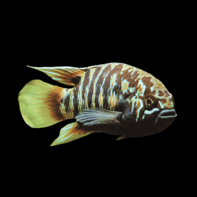 10 x Zebra Dwarf Acara 3cm