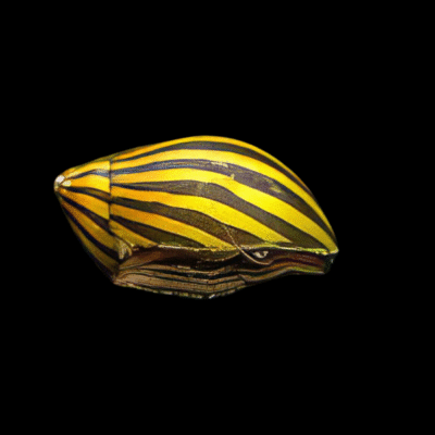 40 x Zebra Snail Nerita 2cm