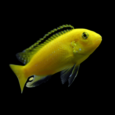 15 x Labidochromis Yellow Cichlid 5cm