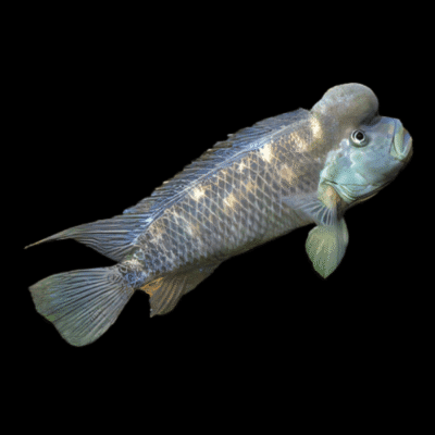 20 x African Blockhead Cichlid 5cm