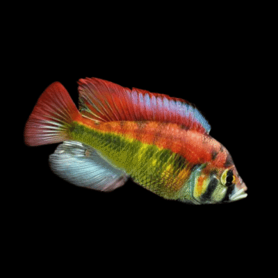 10 x Haplochromis Alberts Yellow Belly Cichlid 5cm