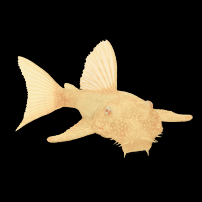 10 x Albino Bristlenose 7cm