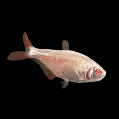 40 x Golden Buenos Aires Tetra 3.5-4cm
